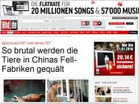 Bild zum Artikel: Bestialische Gewalt - Chinas Fell-Fabriken – die brutale Tierquälerei