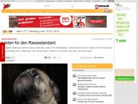 Bild zum Artikel: Hunde-Qualzuchten: Leiden für den Rassestandard