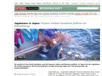 Bild zum Artikel: Jagdsaison in Japan: Fischer treiben Hunderte Delfine zur Schlachtung