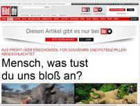 Bild zum Artikel: *** BILDplus Inhalt *** Gejagt, abgeschlachtet - Mensch, was tust du uns bloß an?