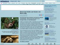Bild zum Artikel: Komplexe Symbiose - Warum das Faultier zum Kacken vom Baum steigt