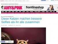 Bild zum Artikel: Sexy, schön und selbstbewusst - Diese Katzen machen bessere Selfies als ihr alle zusammen