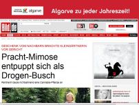 Bild zum Artikel: Betäubende Erkenntnis - Edel-Pflanze entpuppt sich als Drogen-Busch