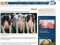 Bild zum Artikel: Stichflamme im Stall -
Pupsende Kühe jagen Scheune fast in die Luft