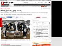 Bild zum Artikel: Methanverpuffung im Stall: Kühe pupsen Dach kaputt