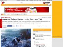 Bild zum Artikel: Jährliche Treibjagd in Japan: Grausames Delfinschlachten in der Bucht von Taiji