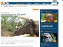 Bild zum Artikel: Skandal in Thüringen - 
Wenn der Artenschützer Elefanten jagt