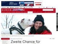 Bild zum Artikel: Zweite Chance für Listenhunde: 'Schwere Jungs“ sollen therapieren