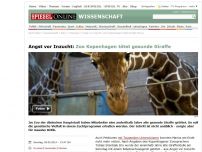 Bild zum Artikel: Angst vor Inzucht: Zoo Kopenhagen tötet gesunde Giraffe
