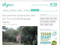 Bild zum Artikel: Das perverse System Zoo und der Tod von Giraffenjunge Marius