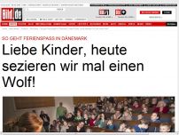 Bild zum Artikel: Ferienspaß in Dänemark - Liebe Kinder, heute sezieren wir einen Wolf!