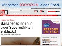 Bild zum Artikel: Ihr Biss ist tödlich - Bananenspinnen in zwei Supermärkten entdeckt!