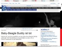 Bild zum Artikel: : Baby-Beagle Buddy ist tot