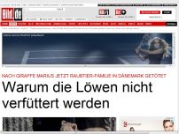 Bild zum Artikel: Todeszoo in Dänemark - Warum die Löwen nicht verfüttert werden