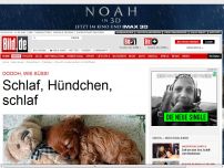 Bild zum Artikel: Internet-Trend - Süße Fotos! Schlaf, Hündchen, schlaf