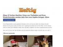 Bild zum Artikel: Diese 22 Vorher-Nachher-Fotos von Tierbabies und ihren Kinderfreunden werden dein Herz zum hüpfen bringen. Wow.