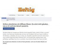 Bild zum Artikel: Ein neugeborenes Kätzchen wurde von Krähen attackiert. Als man sie fand, bestand wenig Hoffnung. Doch eine Frau versuchte es trotzdem.