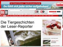 Bild zum Artikel: Dramatischer Einsatz - Taucher retten „Bonzo“ aus Schleuse