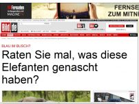 Bild zum Artikel: Blau im Busch - Was haben diese Elefanten genascht?