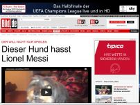 Bild zum Artikel: Er will nicht nur spielen - Dieser Hund hasst Messi