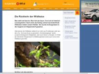 Bild zum Artikel: Die Rückkehr der Wildkatze