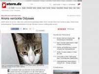 Bild zum Artikel: Kater kehrt nach zwölf Jahren heim: Arions verrückte Odyssee