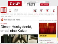 Bild zum Artikel: Diese Husky-Dame denkt, sie sei eine Katze