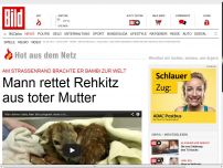 Bild zum Artikel: Nach Autounfall - Mann rettet Rehkitz aus toter Mutter