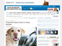 Bild zum Artikel: Tierdrama in Fellbach: Frauchen lässt Hund im Auto sterben