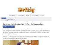 Bild zum Artikel: Das ist zum Schreien komisch: 24 Tiere die Yoga machen.