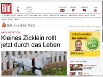 Bild zum Artikel: Kleines Zicklein rollt  jetzt durch das Leben