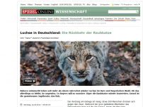 Bild zum Artikel: Luchse in Deutschland: Die Rückkehr der Raubkatze