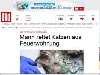 Bild zum Artikel: Mann rettet Katzen aus Feuerwohnung