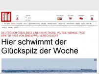 Bild zum Artikel: Hai und Wal entkommen - Hier schwimmt der Glückspilz der Woche