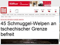 Bild zum Artikel: 45 Schmuggel-Welpen an Grenze befreit