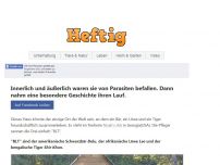 Bild zum Artikel: Innerlich und äußerlich waren sie von Parasiten befallen. Dann nahm eine besondere Geschichte ihren Lauf.