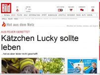 Bild zum Artikel: Nach Hausbrand: Kätzchen „Lucky“ von Feuerwehrmann wieder belebt