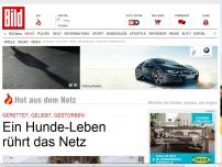 Bild zum Artikel: Gerettet, geliebt, gestorben - Ein Hunde-Leben rührt das Netz