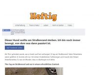 Bild zum Artikel: Dieser Hund wollte am Straßenrand sterben. Ich bin noch immer bewegt, von dem was dann passiert ist.