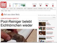 Bild zum Artikel: Vorm Ertrinken gerettet - Pool-Reiniger belebt Eichhörnchen wieder