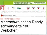 Bild zum Artikel: Das Sex-Schwein!