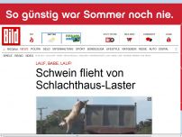 Bild zum Artikel: Lauf, Babe, lauf… - Schwein flieht von Schlachthaus-Laster
