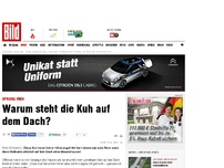 Bild zum Artikel: Sprung-Vieh - Warum steht die Kuh auf dem Dach?