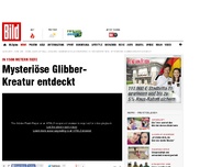 Bild zum Artikel: Mysteriöse Glibber- Kreatur entdeckt