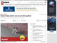 Bild zum Artikel: Ein echter Catwalk: Diese Katze denkt, sie sei ein Zirkuspferd