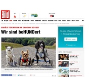 Bild zum Artikel: Wir sind beHUNDert - Gequälte Tiere werden auf Gnadenhof gepflegt