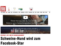 Bild zum Artikel: Er heißt „Pig“ - Schweine-Hund wird zum Facebook-Star