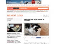 Bild zum Artikel: Tier macht Sachen: Aggressiver Kater zwingt Besitzer zur Kapitulation