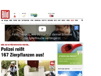 Bild zum Artikel: Falsches Gras - Polizei reißt 167 Zierpflanzen aus!