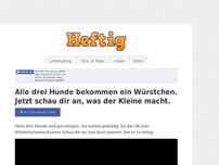 Bild zum Artikel: Alle drei Hunde bekommen ein Würstchen. Jetzt schau dir an, was der Kleine macht.